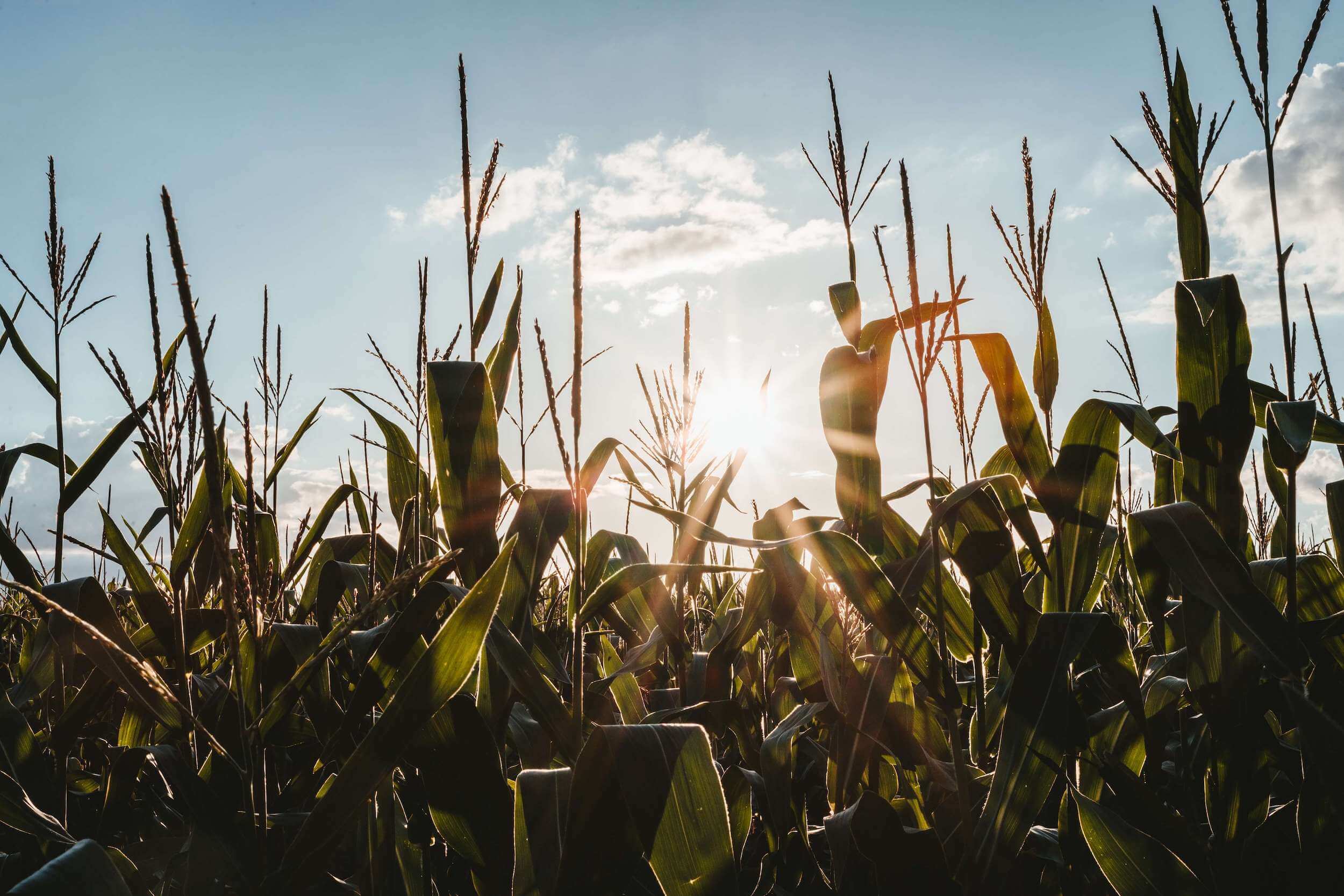 Vegane Landwirtschaft